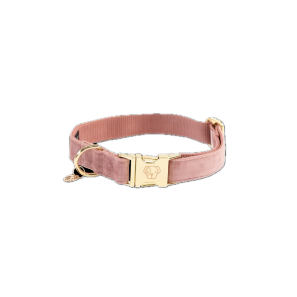 KENTUCKY - COLLIER POUR CHIEN VELVET