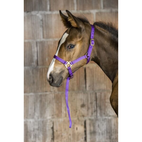 NORTON - LICOL NYLON FOAL