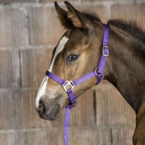 Licols Foals