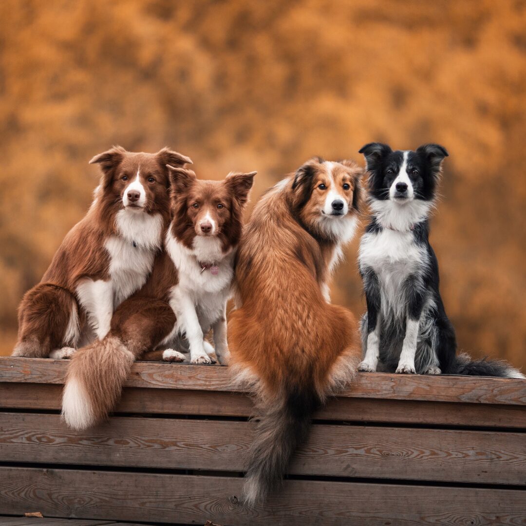 Chiens