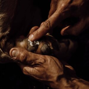 Baumes pour Coussinets