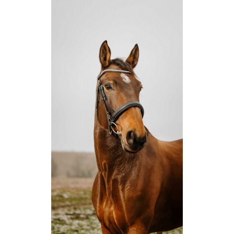 NORTON - Bridon "DIVA"