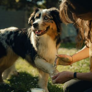 NUTRAGILE - Cataplasme d'argile Pets