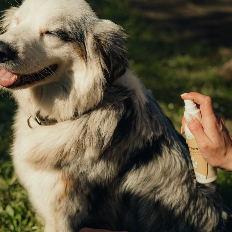 NUTRAGILE - Cicanat Spray Pets